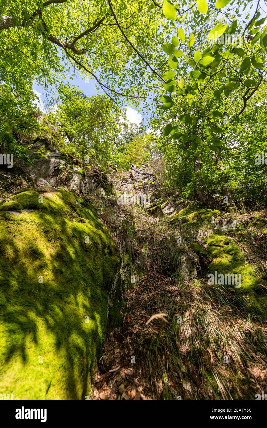 Landschaft am Trusetaler Wasserfall in Thüringen mit Bäumen und Moos Bedeckte Felsen Stockfoto