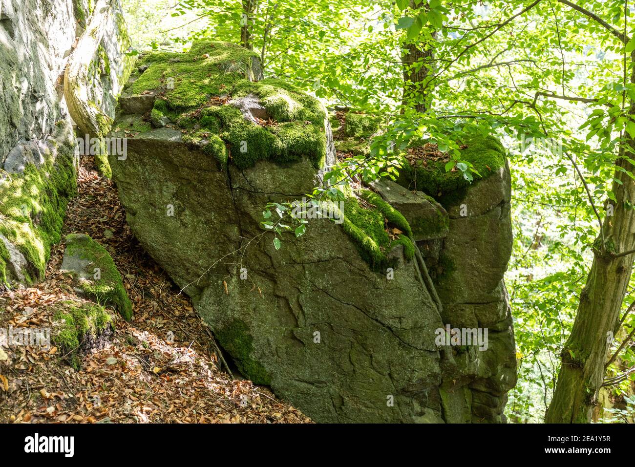 Landschaft am Trusetaler Wasserfall in Thüringen mit Bäumen und Moos Bedeckte Felsen Stockfoto