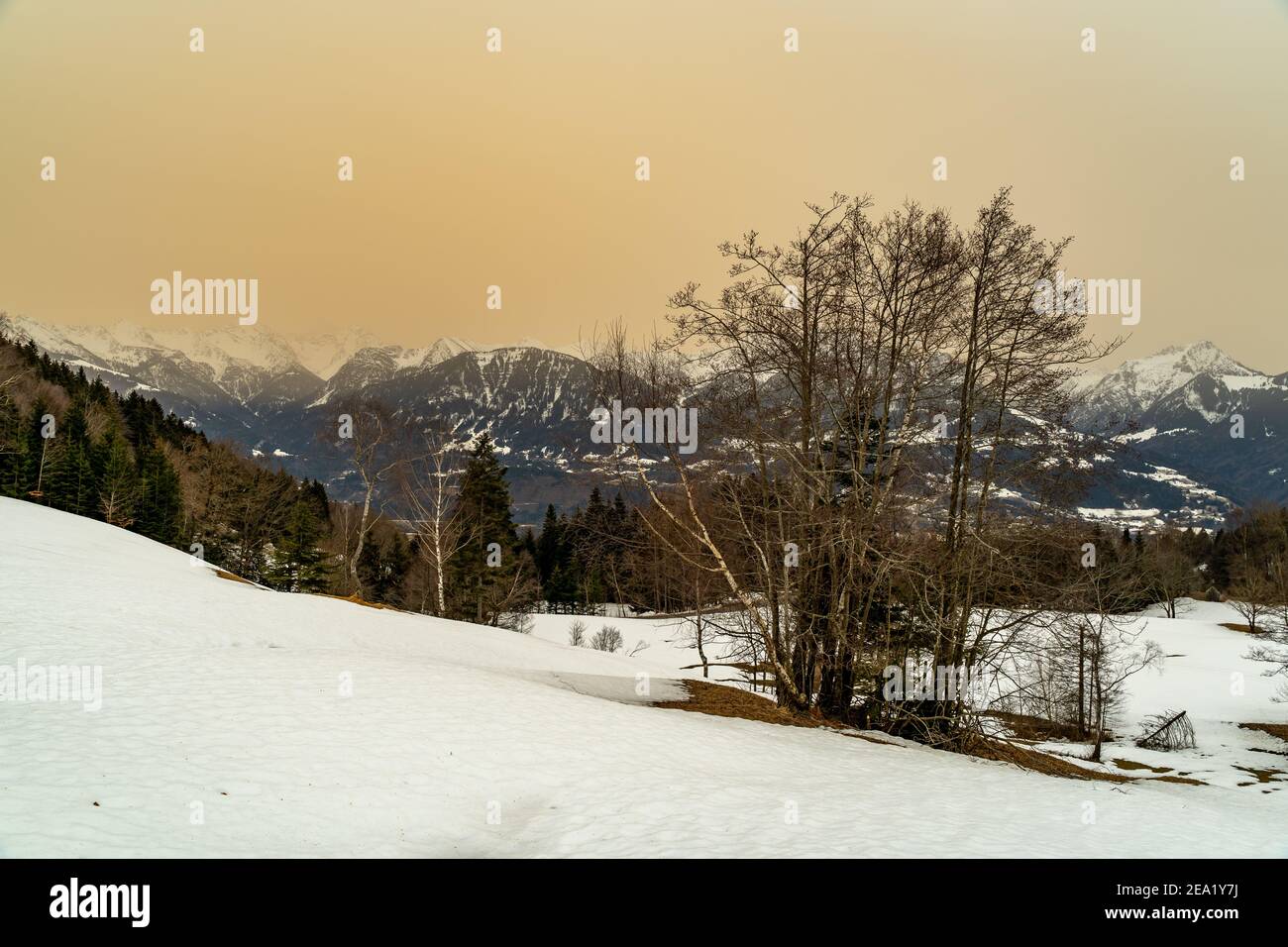 Verschneite Landschaft mit Sahara-Sand in der Luft. Bäume am verschneiten Hang, Wälder und Hochmoor. Winter mit Sandwolke. Saharasand in Wolke. Einzelbaum Stockfoto