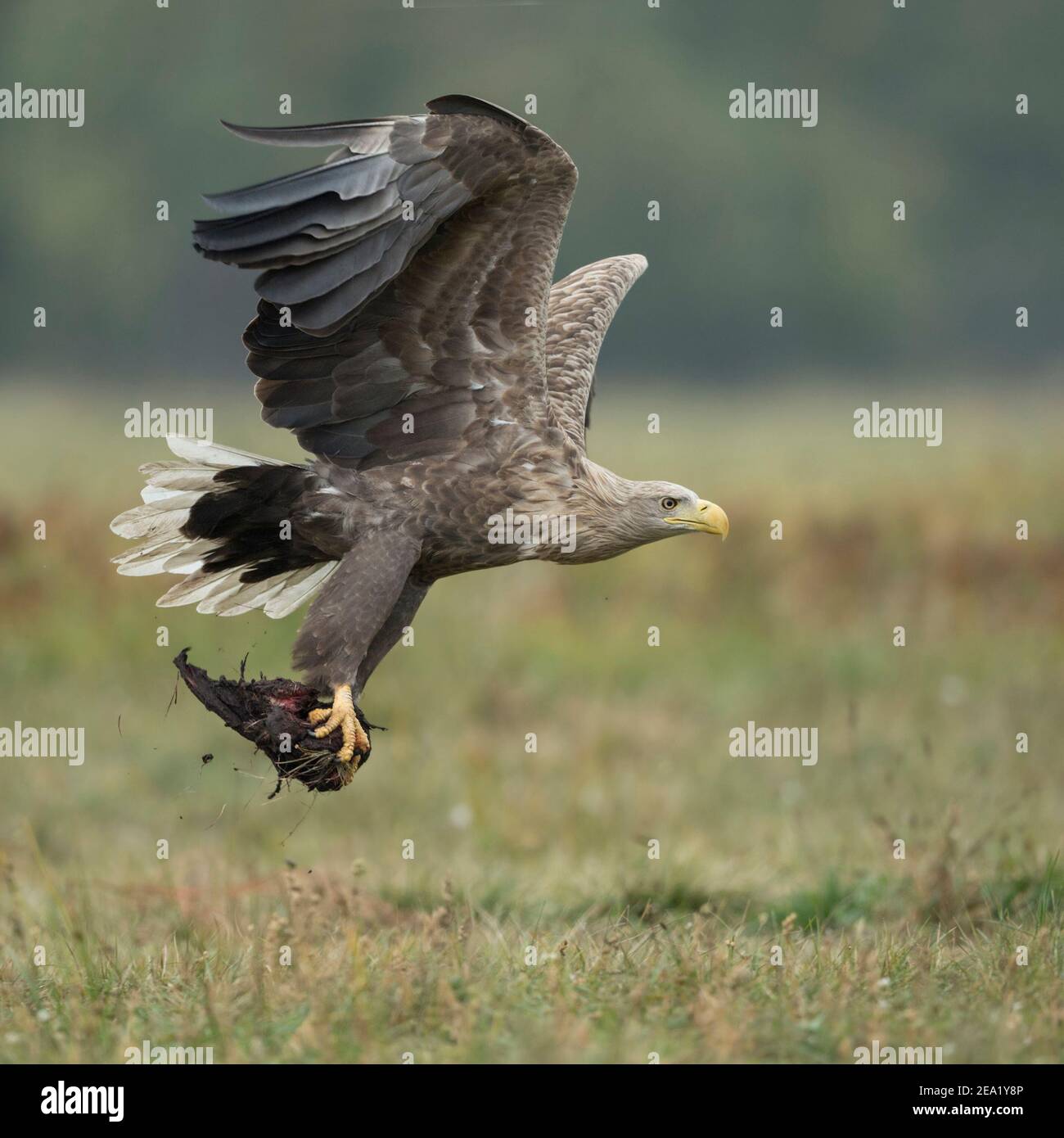 Seeadler / Seeadler ( Haliaeetus albicilla ) alter Erwachsener im Flug, abheben, Aas in seinen riesigen Talonen tragen, Nahrung opportun Stockfoto