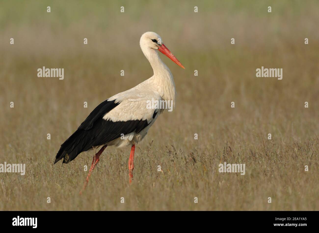 Weißer Storch ( Ciconia ciconia ) Wandern durch eine ausgedehnte Wiese, langes, hohes Gras, Wiese, Tierwelt, Europa. Stockfoto