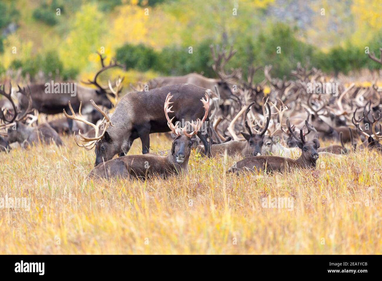 Rentierherde in der Tundra im Herbst Stockfoto