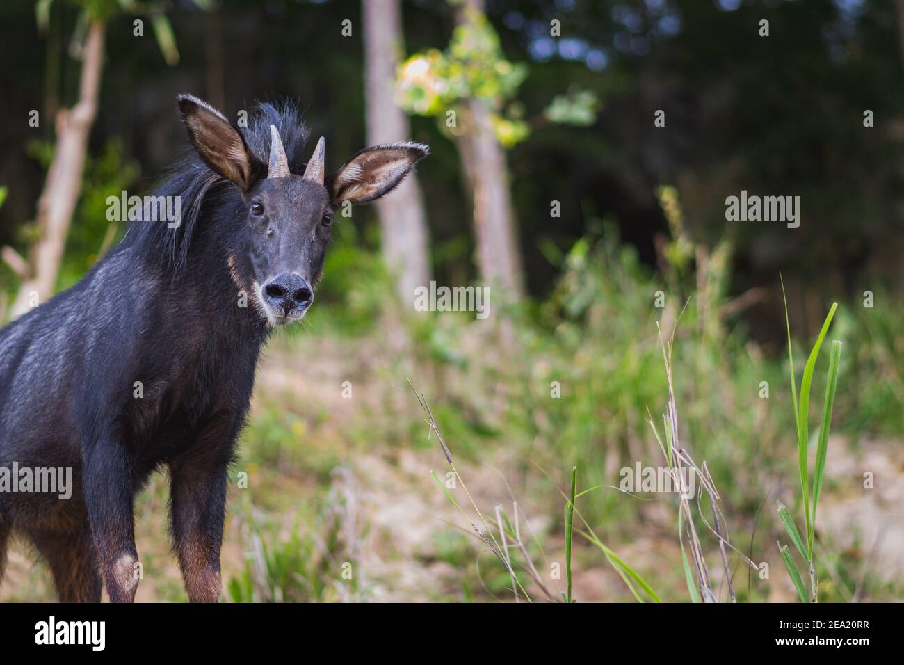 Festlandserow, ein ziegenähnliches Säugetier der Gattung Capricornis. Stockfoto