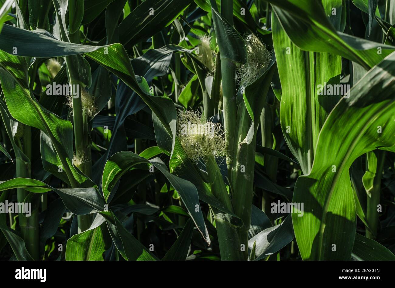 Frischer Mais auf dem Feld Stockfoto