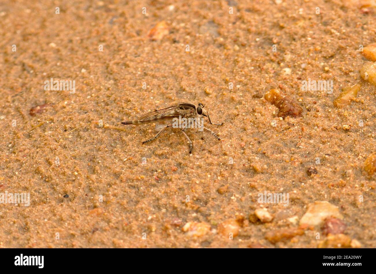 Ein Grasshopper Robber Fly imitiert das Aussehen seiner Beute zu einem gewissen Grad. Sie ziehen es auch vor, sich auf offenem Boden in der Nähe von Flussufern auszuruhen Stockfoto