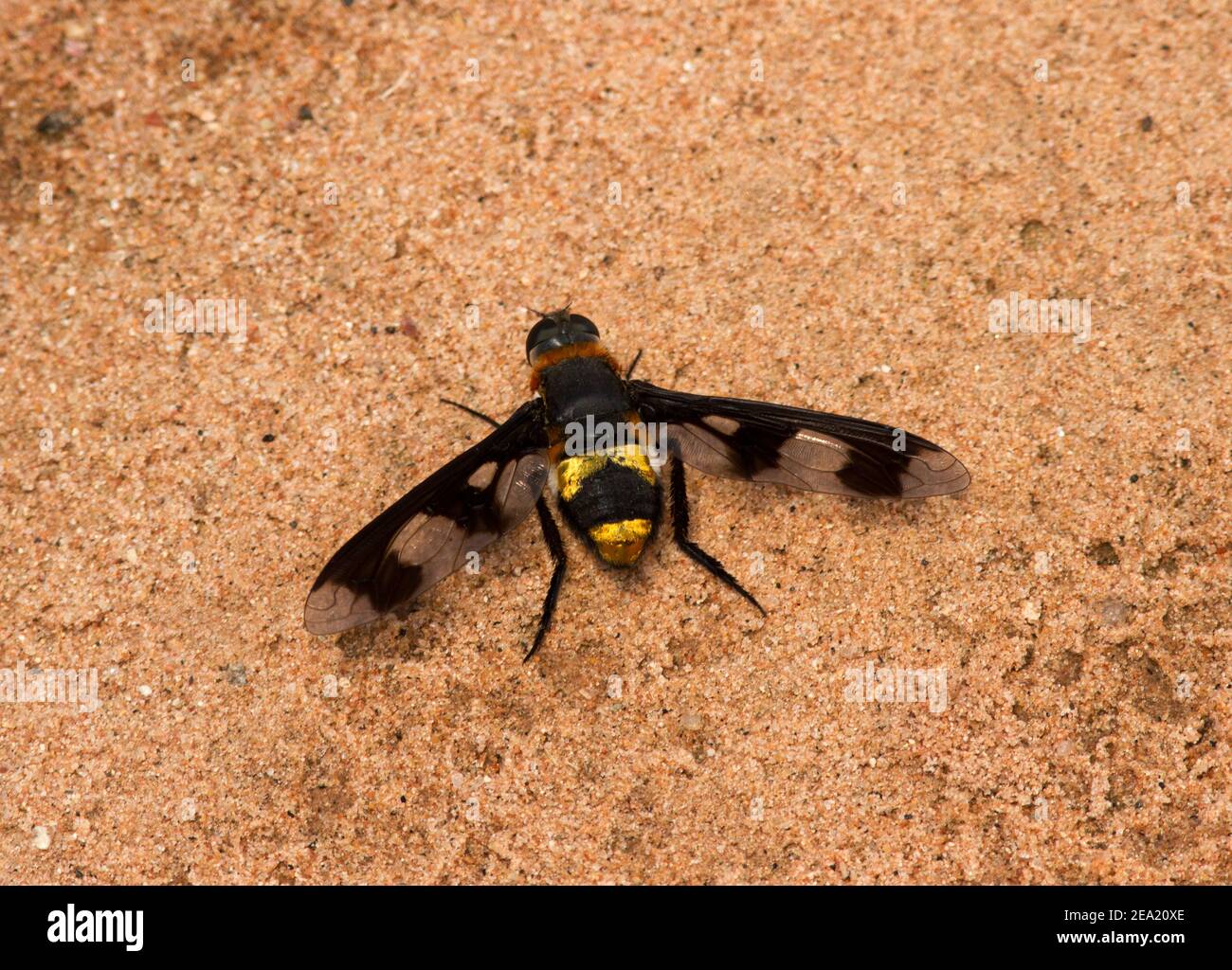 Größte der Bombyliid Bee Fly Familie, sind sie am häufigsten während der Regenfälle in Waldgebieten. Sie sind ein Parasit vieler Insekten, Stockfoto