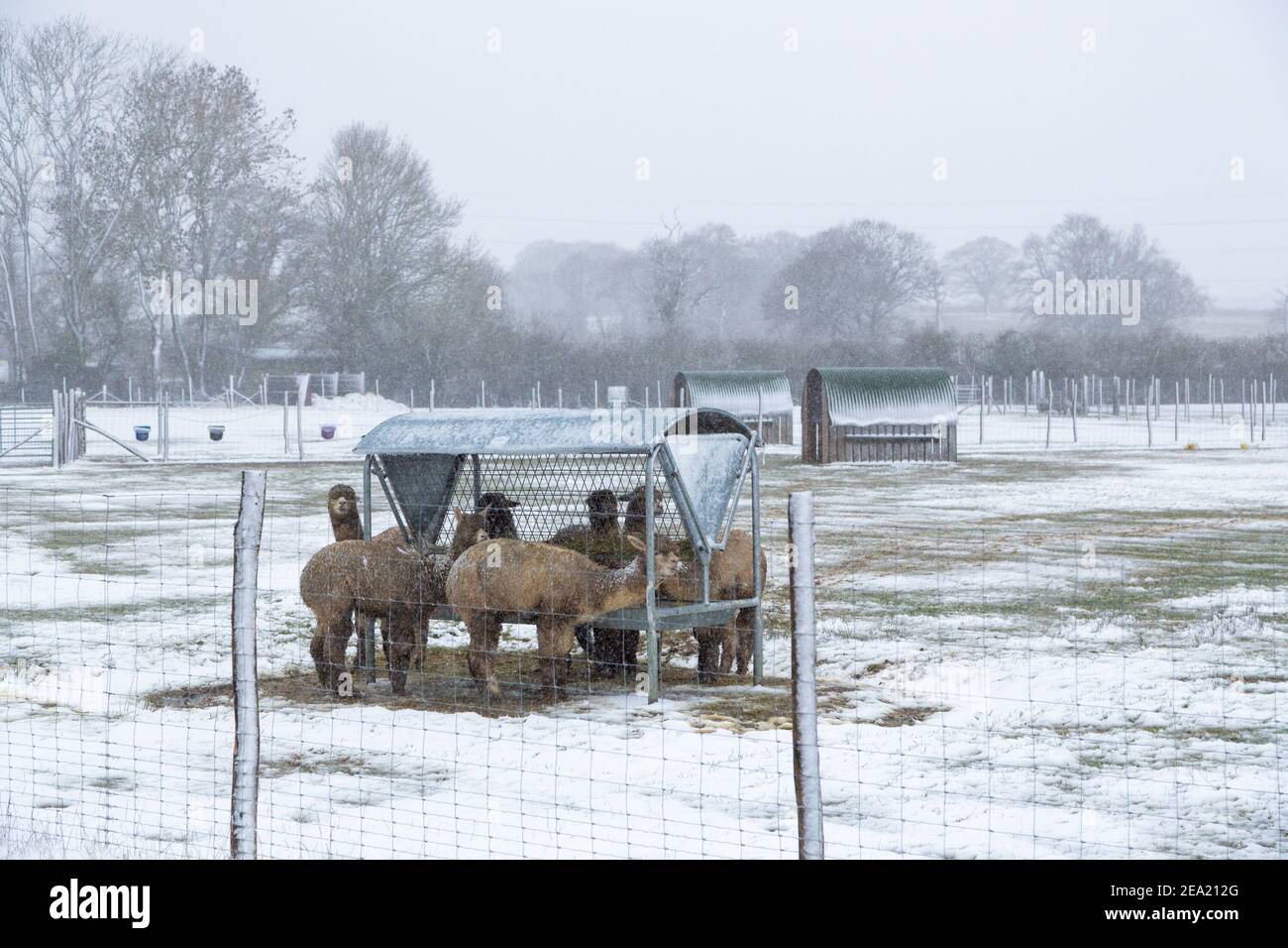 Ashford, Kent, Großbritannien. Februar 2021, 7th. UK Wetter: Sturm Darcy trifft die Stadt Ashford in Kent. Alpakas auf einer Alpakafarm am Stadtrand von Ashford. Foto-Kredit: Paul Lawrenson/Alamy Live Nachrichten Stockfoto