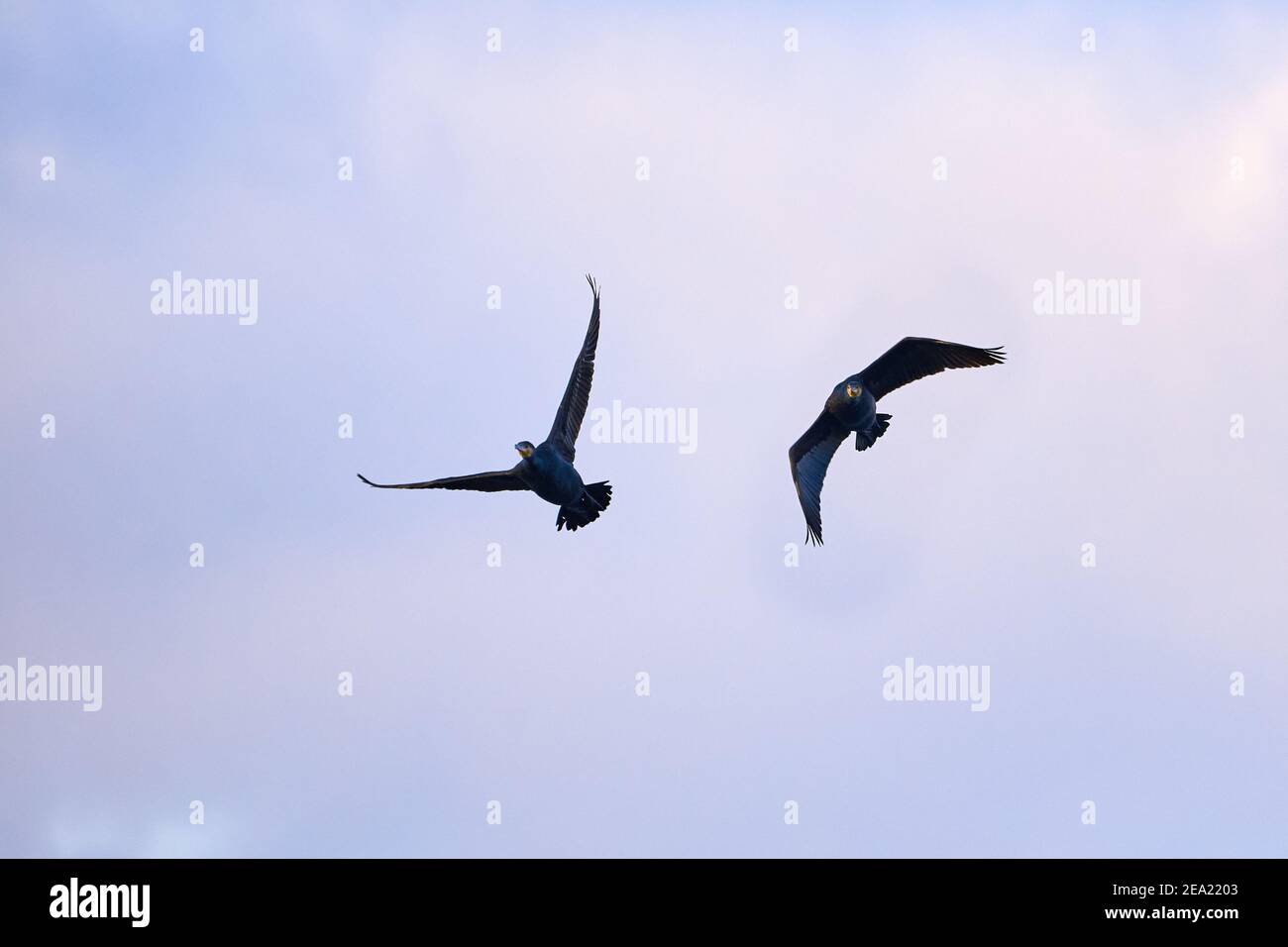 Zwei große Kormoran (Phalacrocorax carbo) im Flug Stockfoto