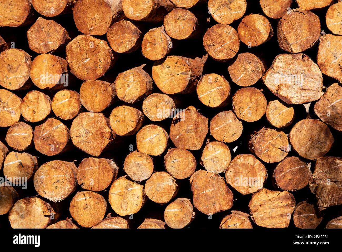 Holzstämme übereinander auf dem Hintergrund gestapelt Stockfoto
