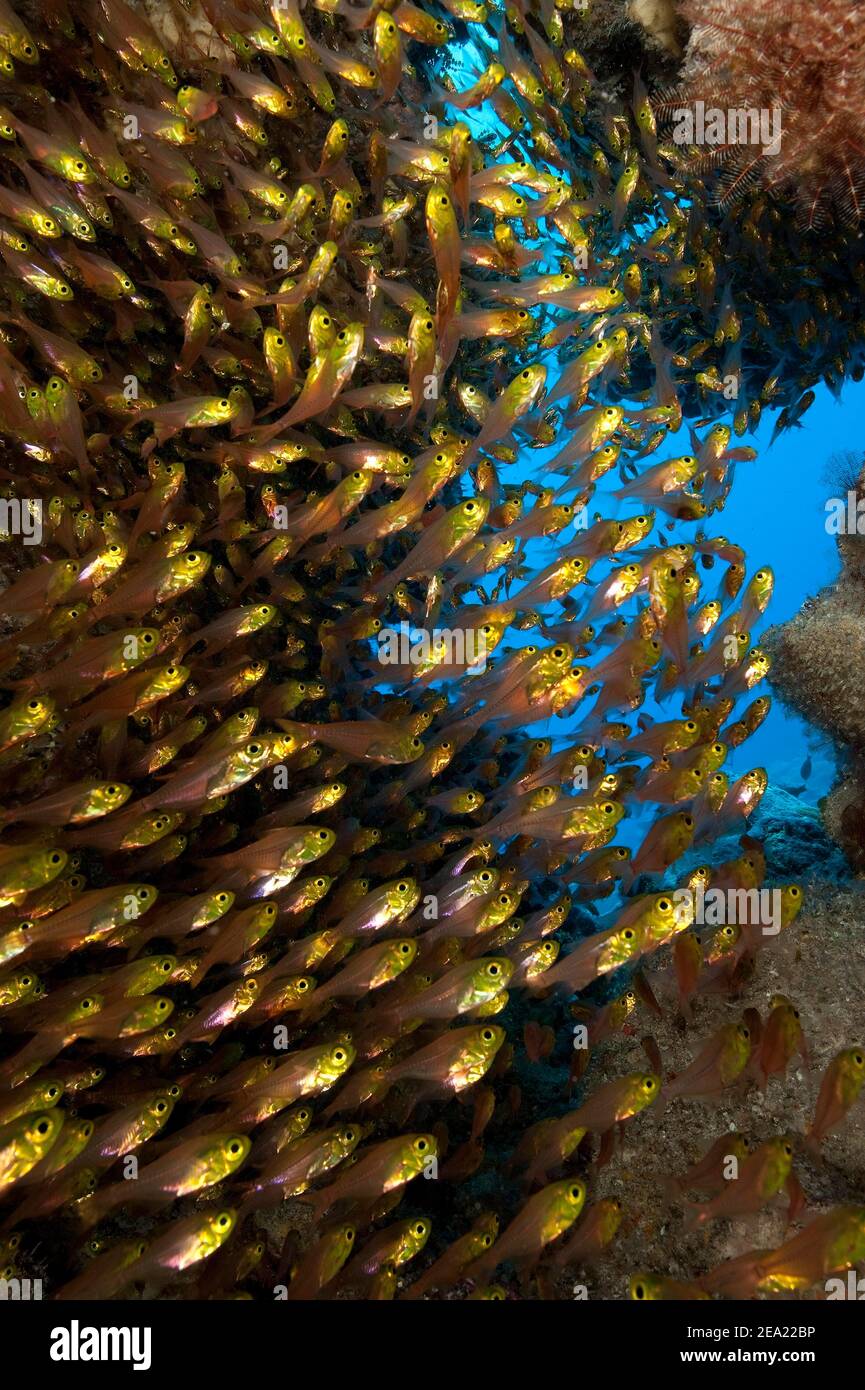 Schwarm Goldener Glasfische (Parapriacanthus ransonneti), Indo-Pazifik, Indonesien Stockfoto