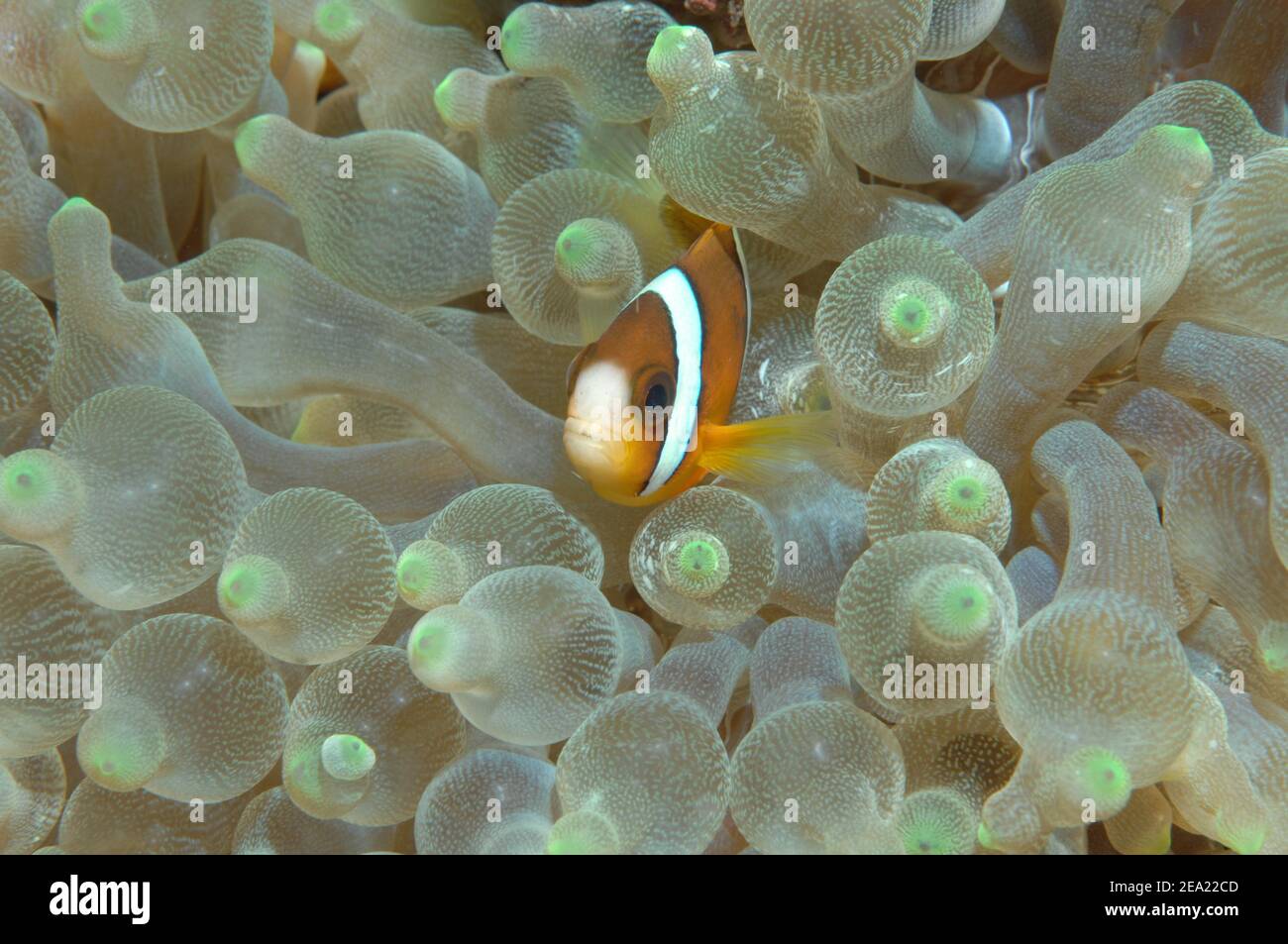 Zweibänderiger Anemonefisch (Amphiprion bicinctus), versteckt in Blasenanemon (Entacmaea quadricolor), Indo-Pazifik, Indonesien Stockfoto