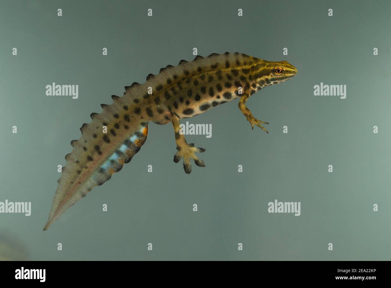 Molch (Triturus vulgaris), Männchen schwimmen, Thüringen, Deutschland Stockfoto