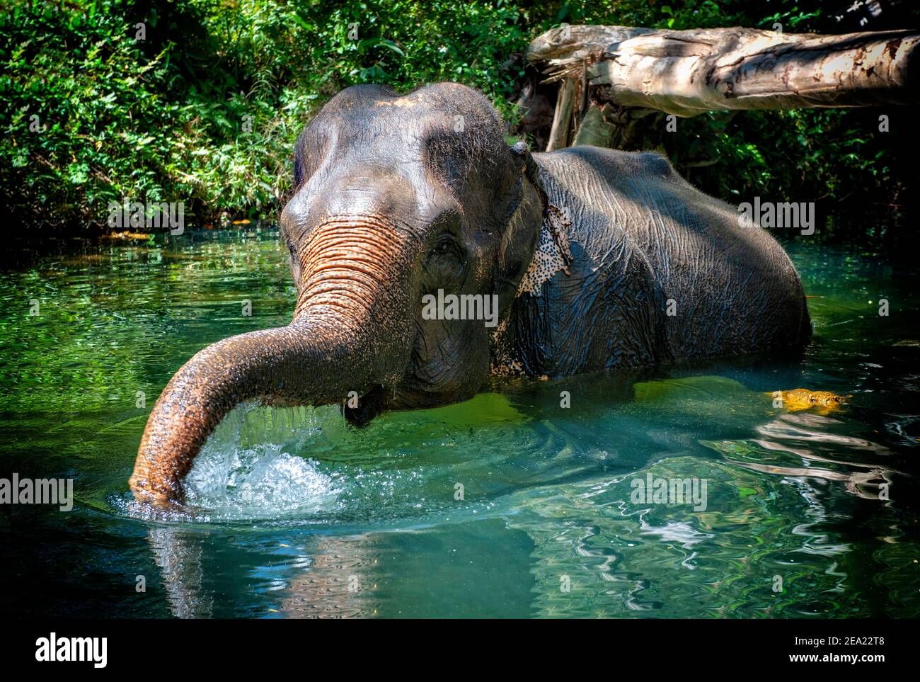 Ein einsamer asiatischer Elefant (Elephas maximus), genießt das Baden in einem Dschungelfluss in Thailand Stockfoto