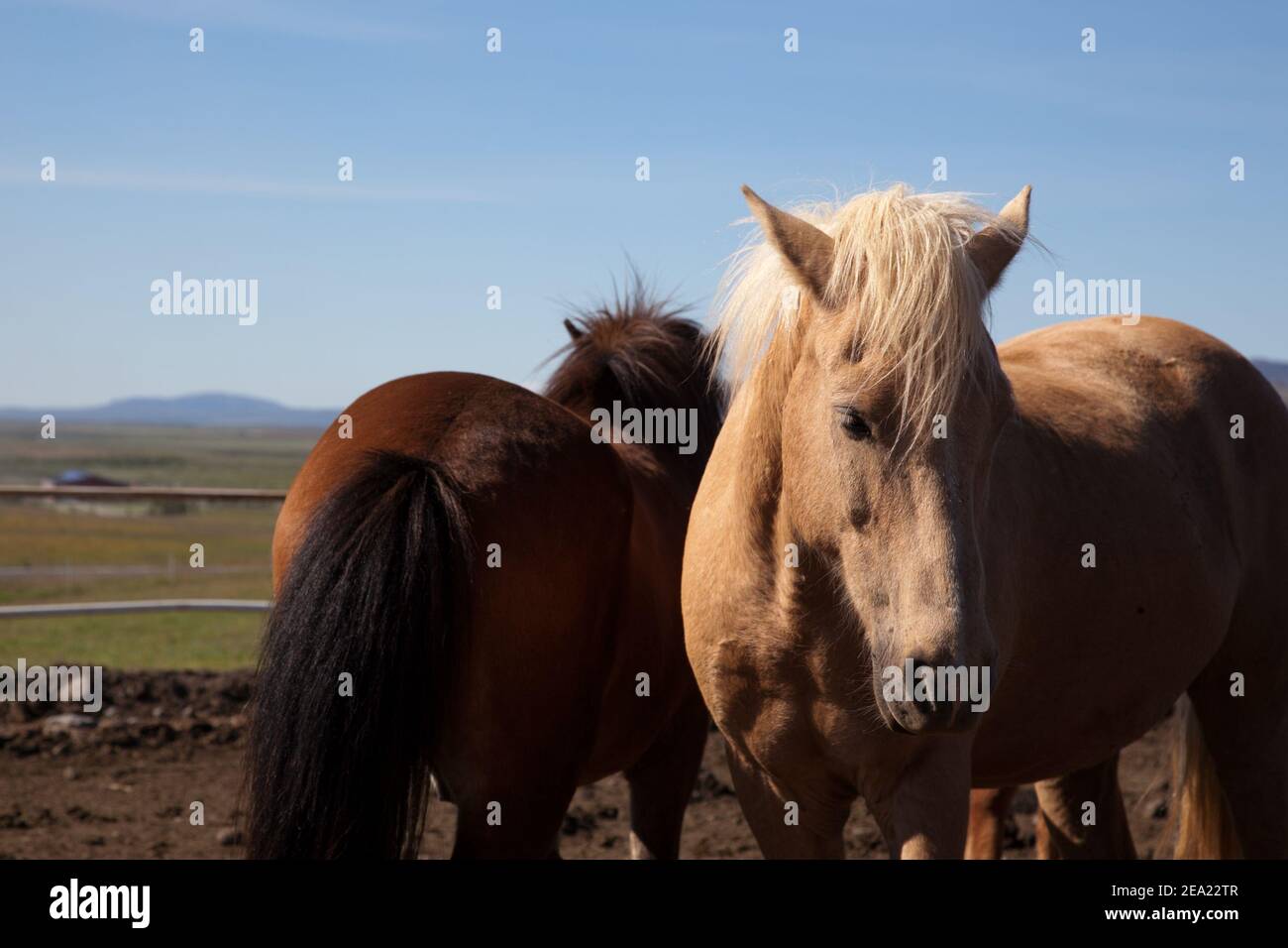 Island Pferde auf einem Bauernhof Stockfoto