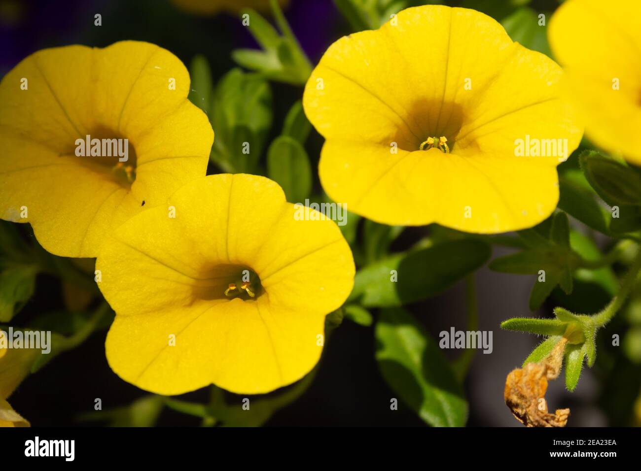 Leuchtend gelbe 'Million Bells' (Calibrachoa) Blüten mit verschwommenem Hintergrund Stockfoto