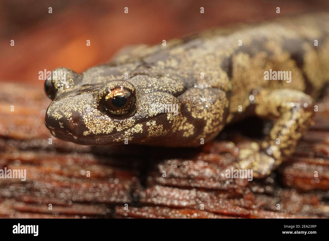 Nahaufnahme des Kopfes eines farbenfrohen Aneides ferreus , getrübter Salamander Stockfoto