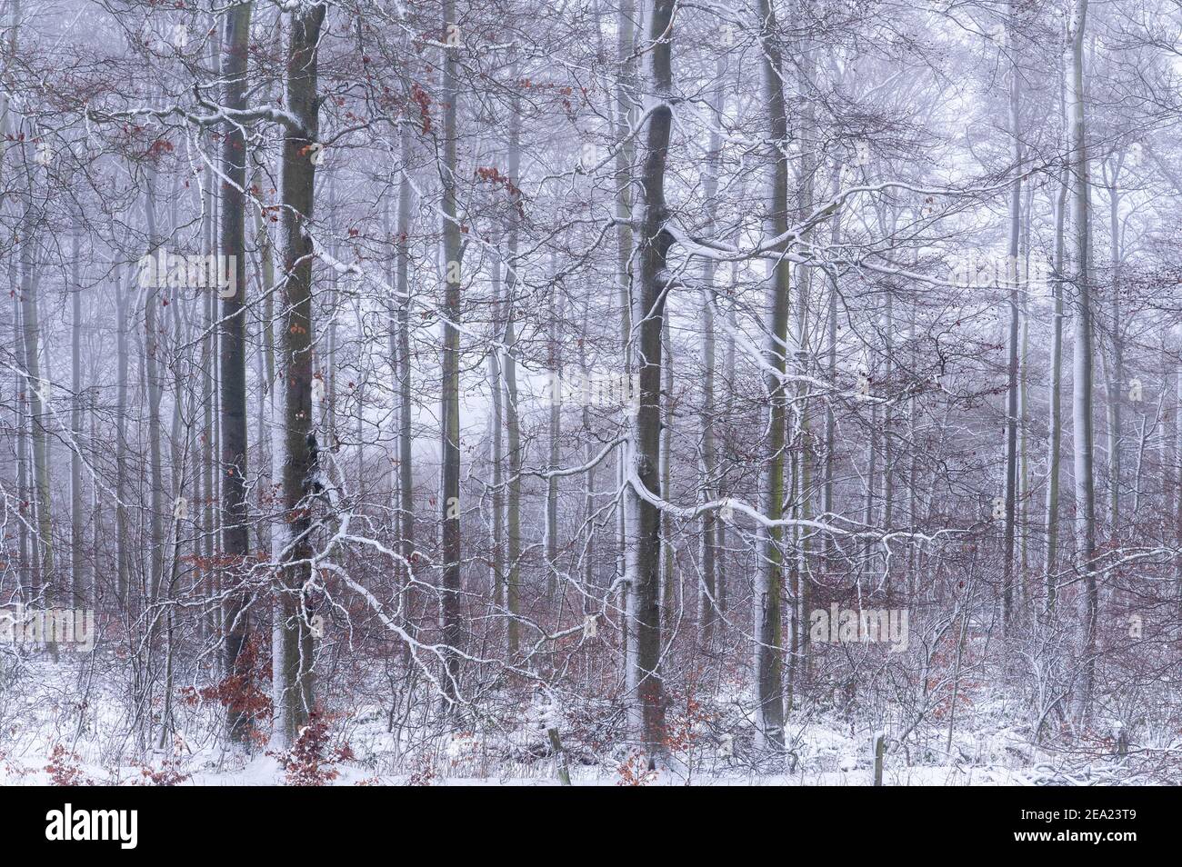 Bäume im Schnee, Winter, Geo-Naturpark Park Frau-Holle-Land, Hessen, Deutschland Stockfoto