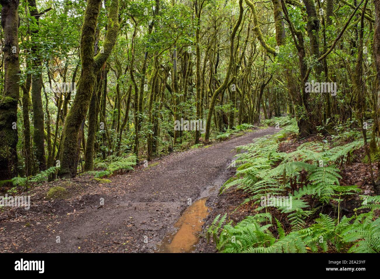 Waldweg im Lorbeerwald, Nationalpark Garajonay, La Gomera, Kanarische Inseln, Spanien Stockfoto