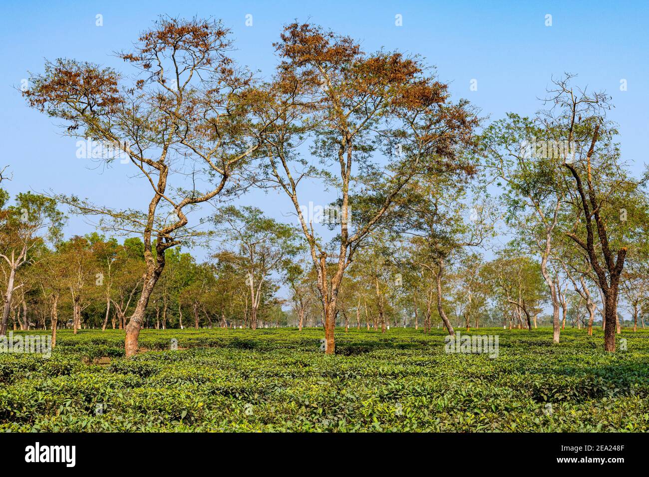 Teefelder auf einer Teeplantage, Assam, Indien Stockfoto