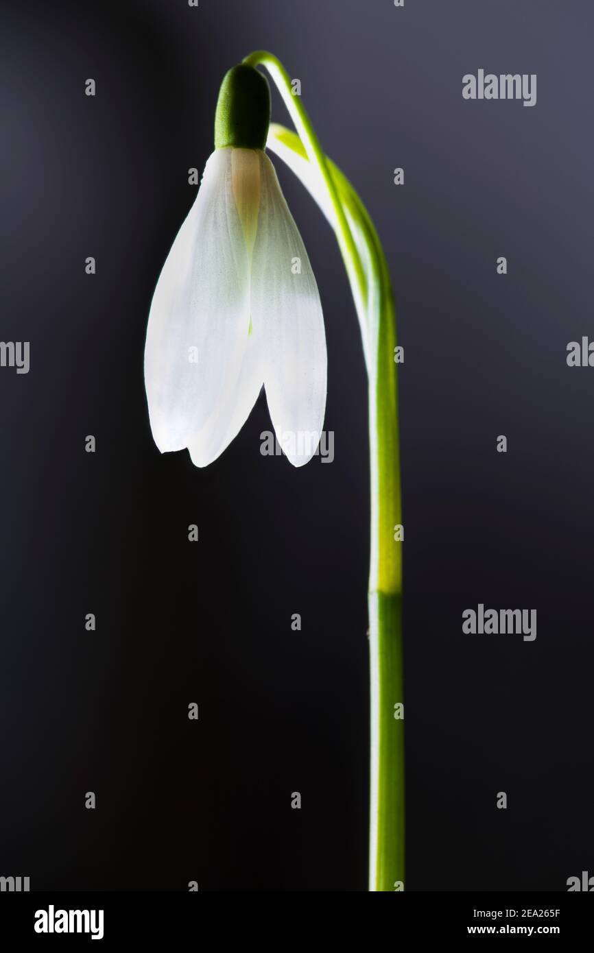 Erstes Zeichen des Frühlings - Schneeglötblumenportrait Stockfoto