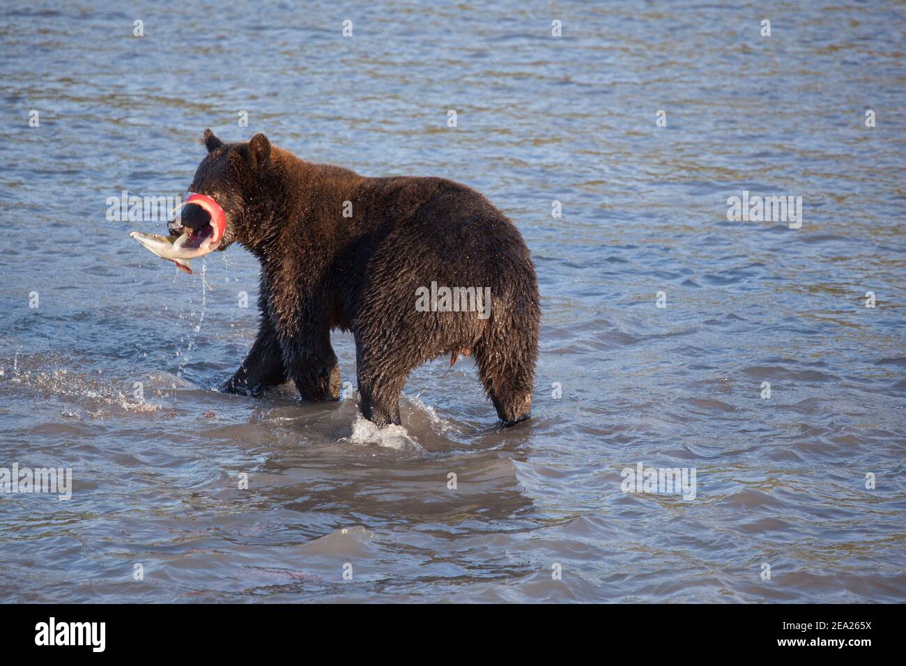 Der Grizzly Bär fischt bei Sonnenuntergang. Der Bär hält großen Fischlachs. Kamtschatka Russland. Stockfoto