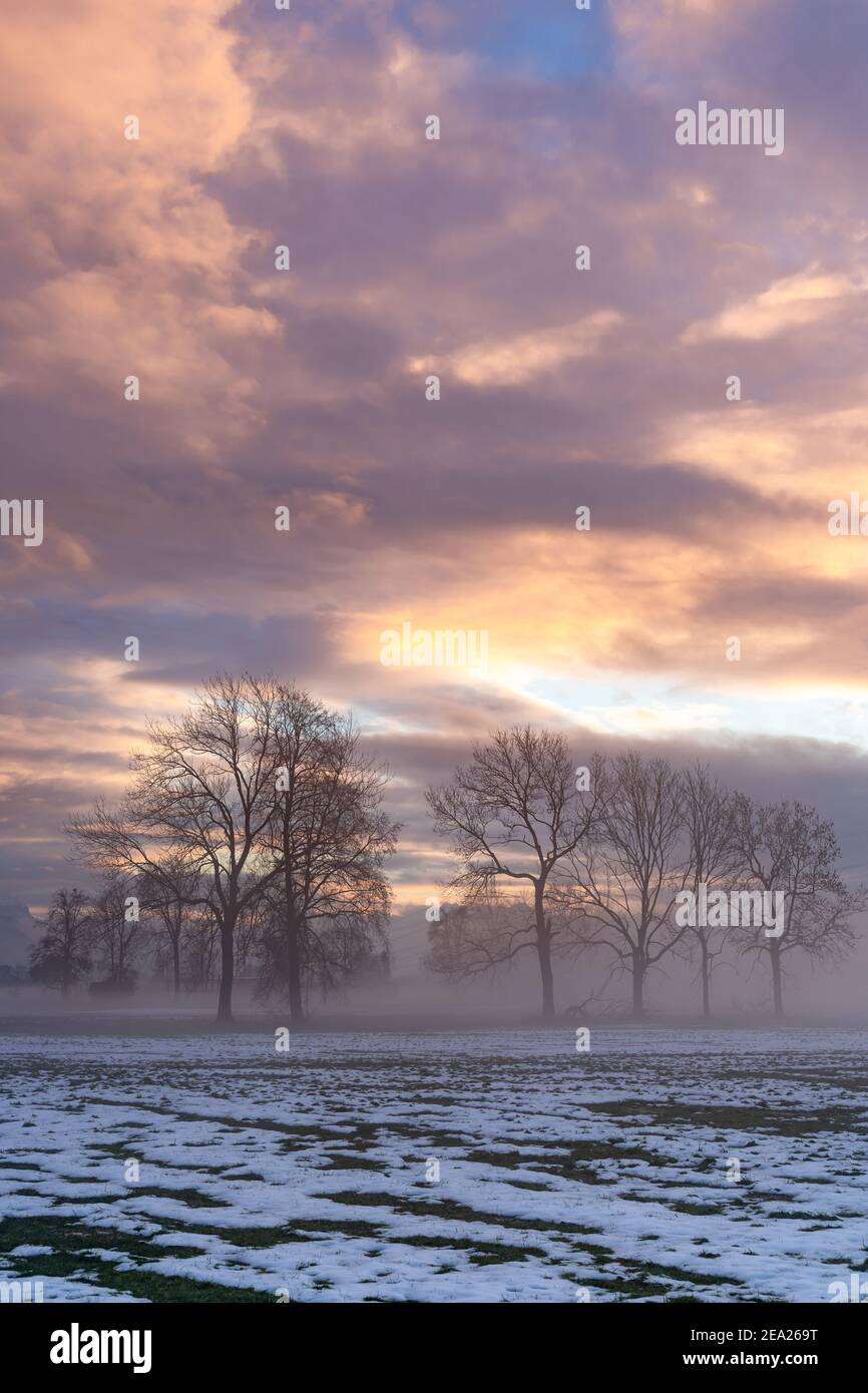 Sonnenuntergang mit Doppelbaum im Rheintal. Farbige Wolken und Schnee auf dem Feld. Farbige Wolken beim Sonnenuntergang im Rheintal, Vorarlberg, Dornbirn Stockfoto