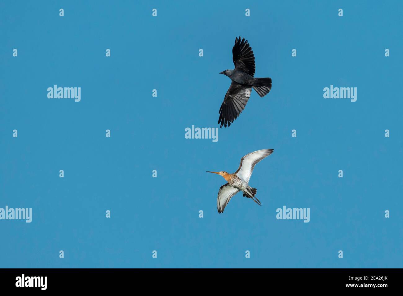 Schwarzschwanzgodwit (Limosa limos) vertreibt Dohlen, Nesträuber, Wiesenvogel, Oldenburg Münsterland, Deutschland Stockfoto