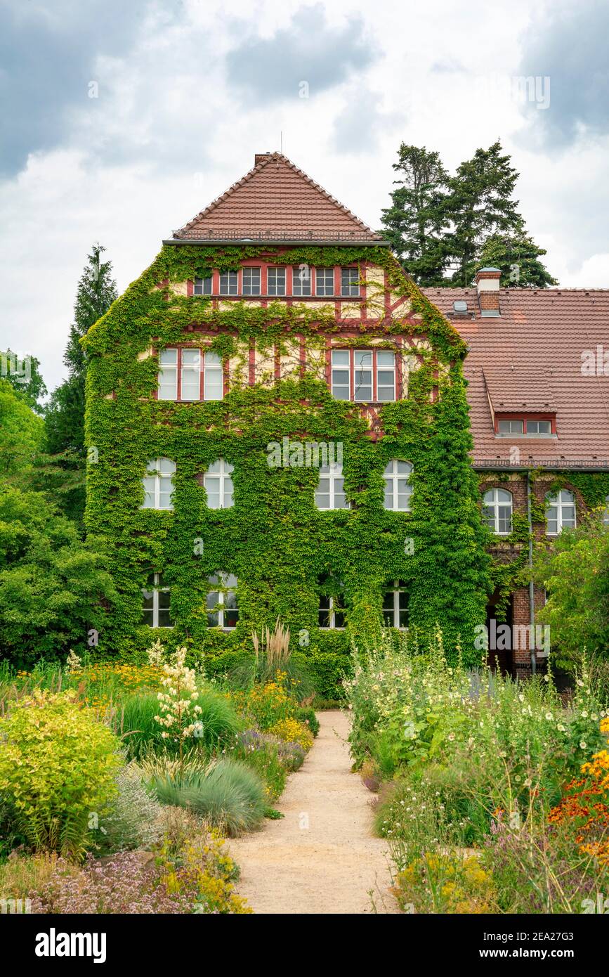 Weg zwischen Blumenbeeten mit blühenden Sommerblumenbeet, Haus mit Weinstock bewachsen Botanischer Garten, Berlin, Deutschland Stockfoto