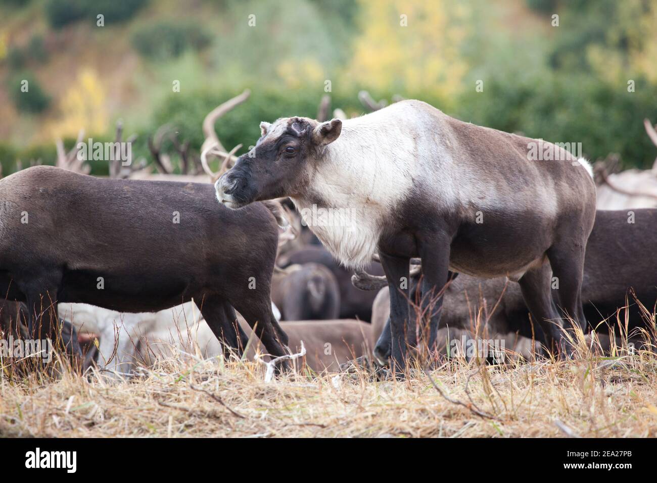 Rentiere ohne Hörner Stockfoto