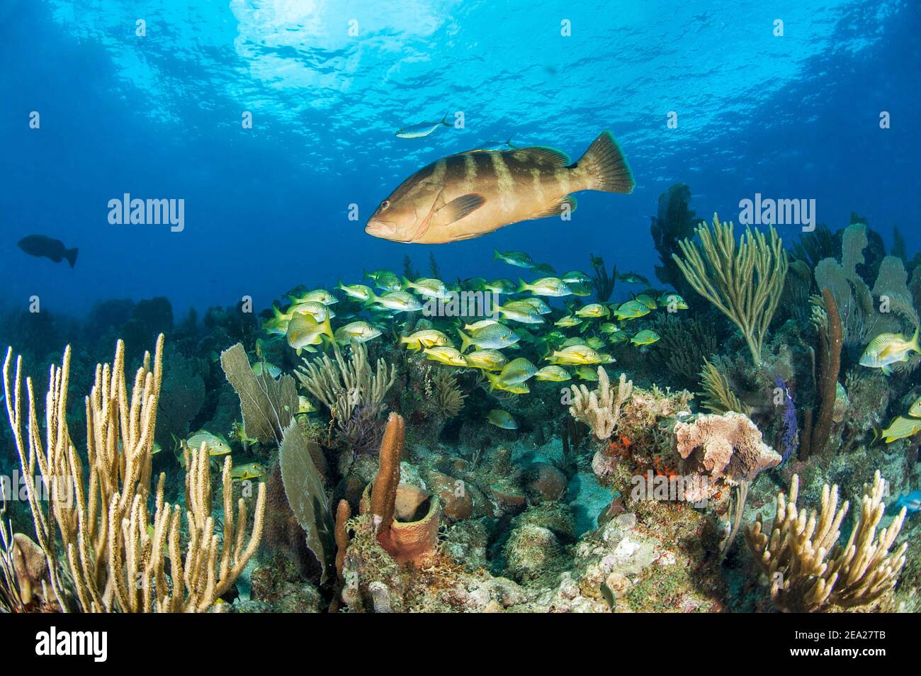 Nassau-Zackenbarsch (Epinephelus striatus) und gelbe Grunzen (Haemulon flavolineatum), Gärten des Queen-Nationalparks, Kuba Stockfoto