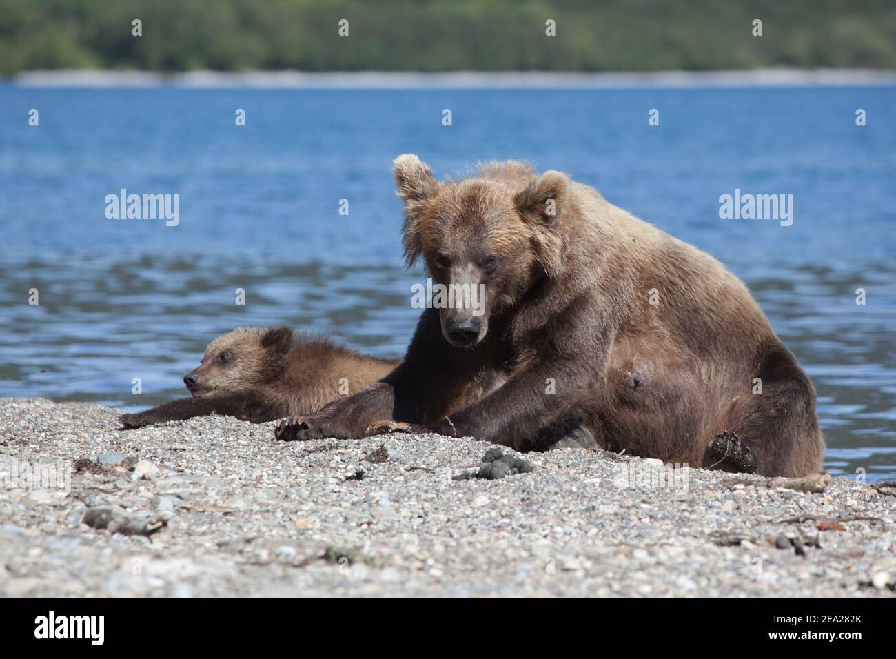 Grizzly Bärenjungen ist auf See. Konzept Wildtiere Stockfoto