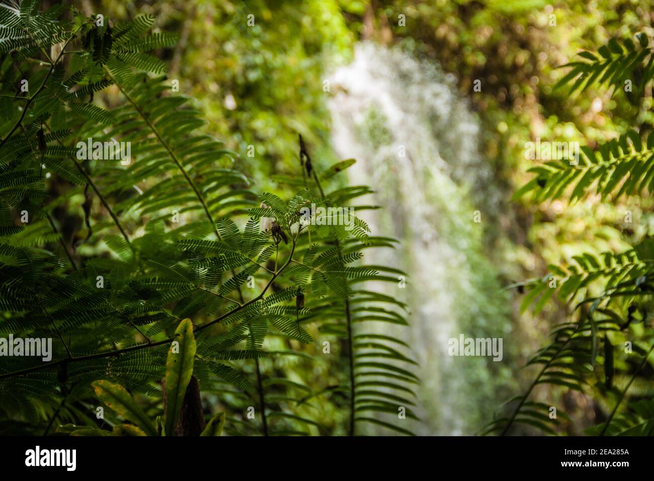 Nahaufnahme von Laub in der tropischen balinesischen Landschaft und Wasserfällen Im unscharfen Hintergrund Stockfoto