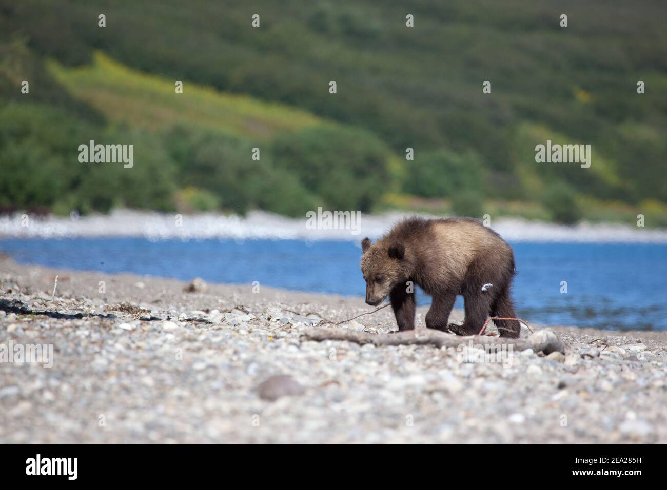 Grizzly Bärenjungen ist auf See. Konzept Wildtiere Stockfoto