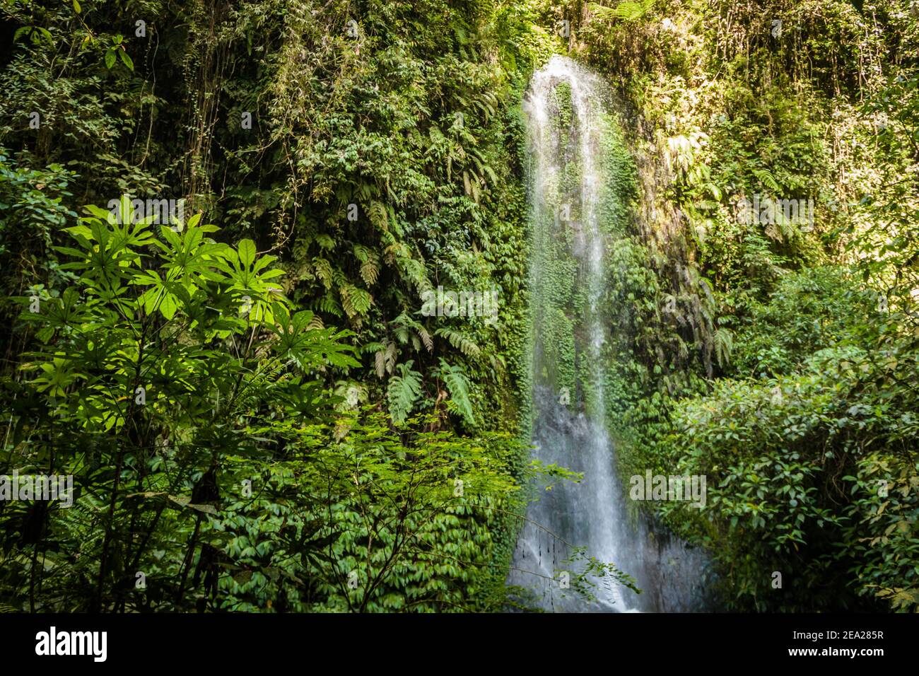 Tropische balinesische Landschaft des Regenwaldes mit einem kleinen Wasserfall Zwischen den grünen Blättern Stockfoto