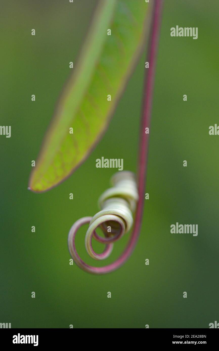 Weinrebe einer Passionsblume (Passiflora caerulea) Stockfoto