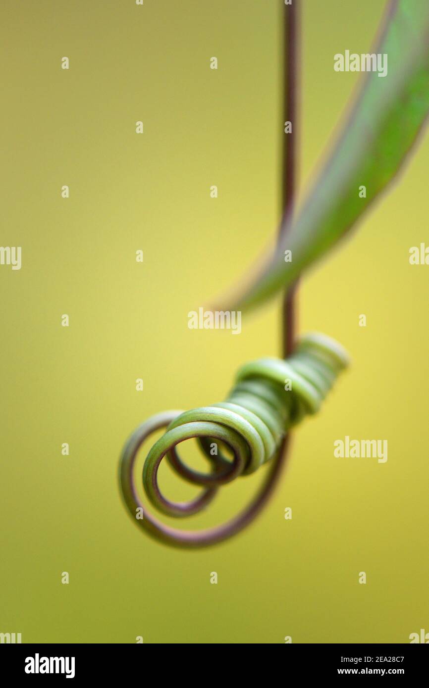 Weinrebe einer Passionsblume (Passiflora caerulea) Stockfoto