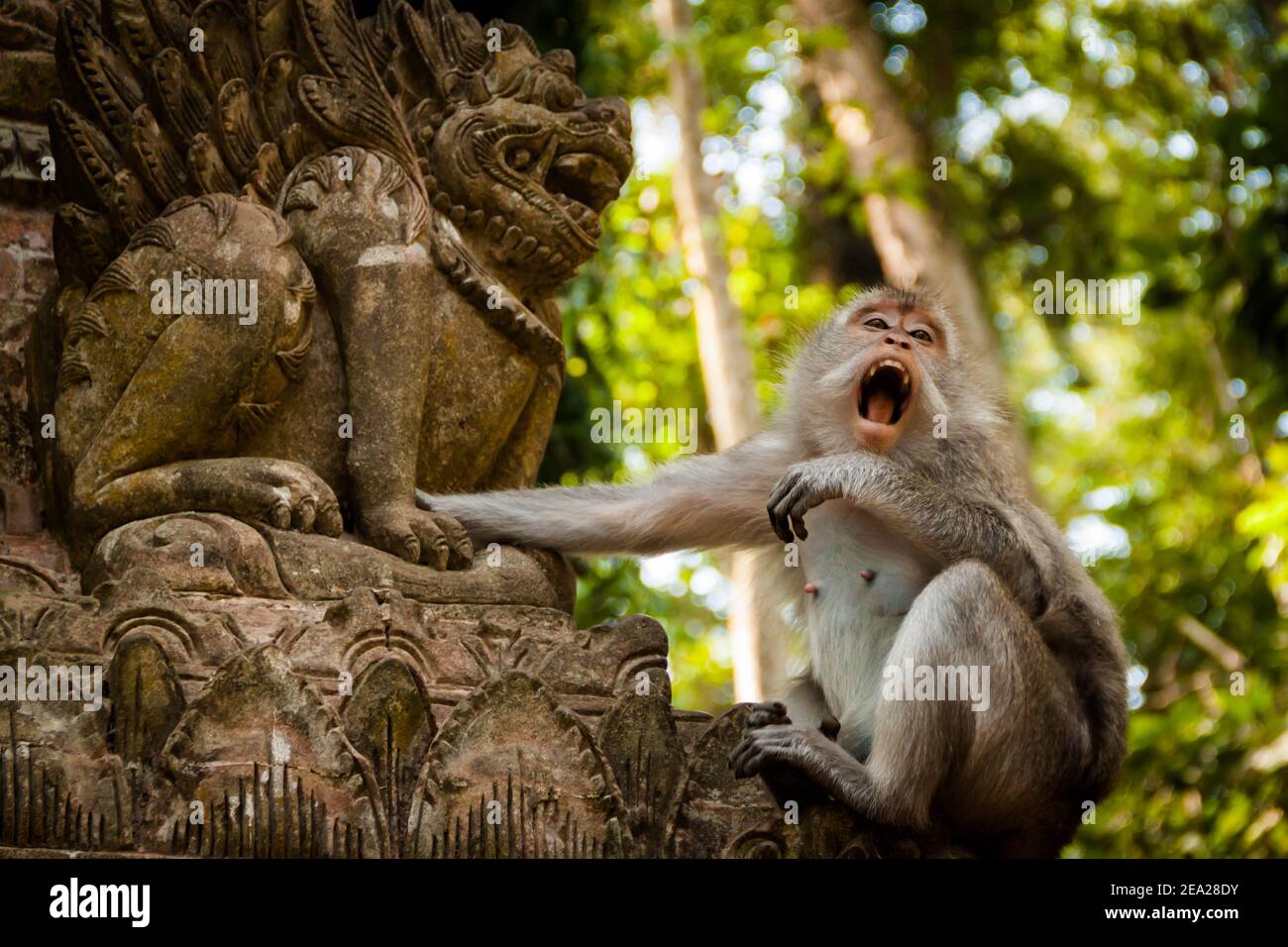 Ein süßer Langschwanzmakak (macaca fascicularis) Berühren einer Statue am Tempel am Affenwald Und lächelnd mit weit geöffnetem Mund Stockfoto