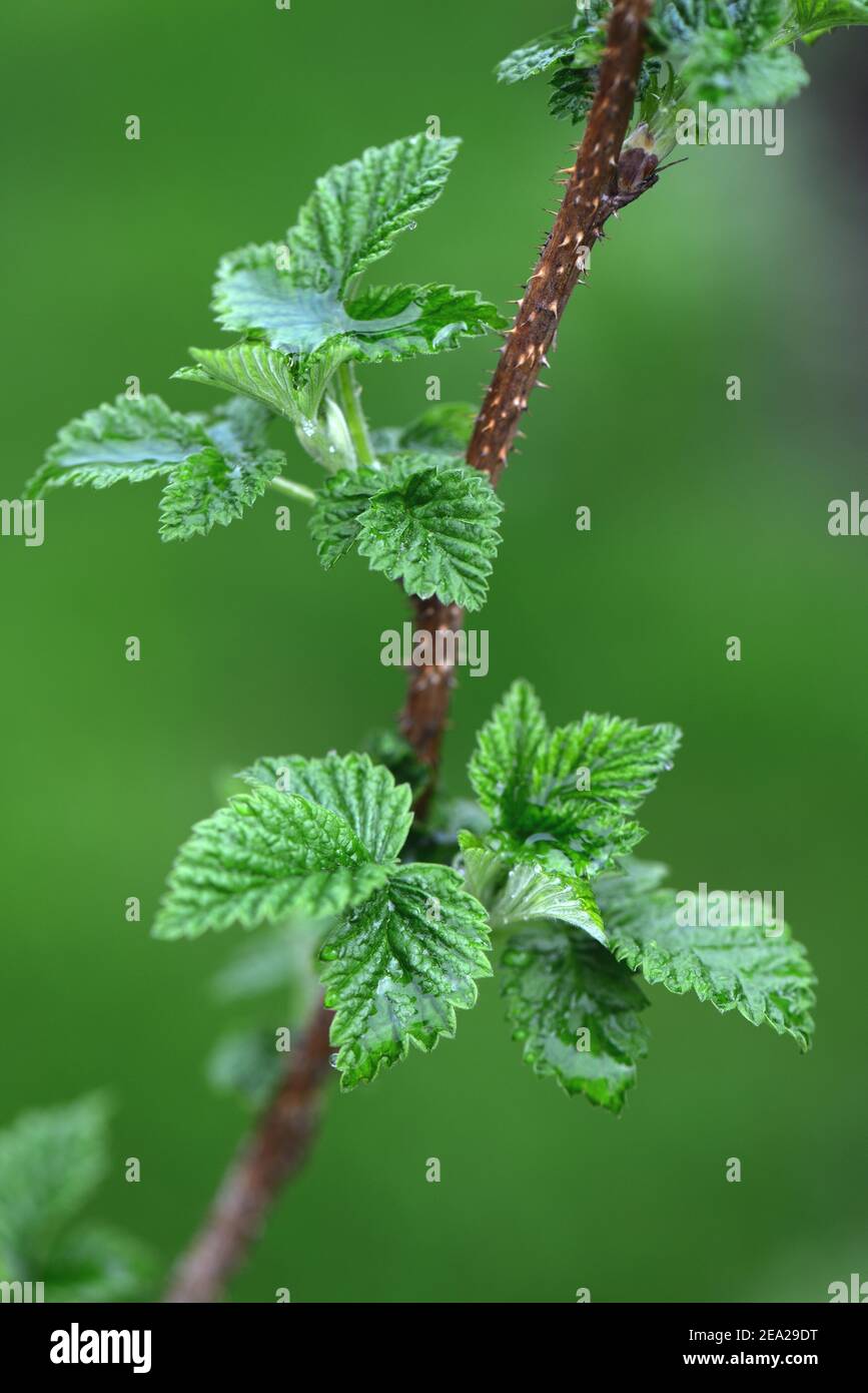 Himbeere (Rubus idaeus) Sorte Goldene Königin, Blattbildung im Frühjahr Stockfoto