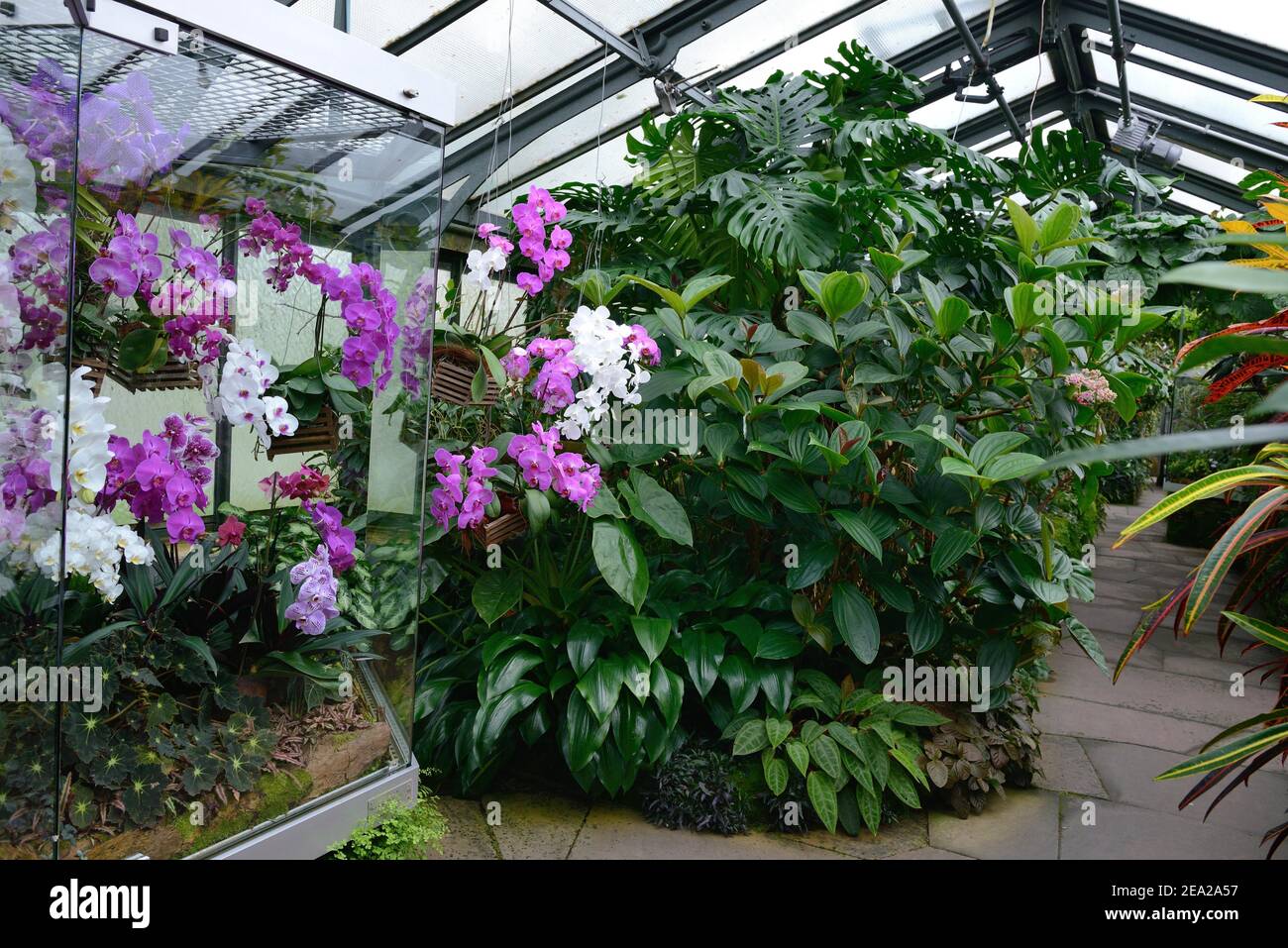 Tropenhaus, Orchideenhaus, Wilhelma, ZoologischerBotanischer Garten