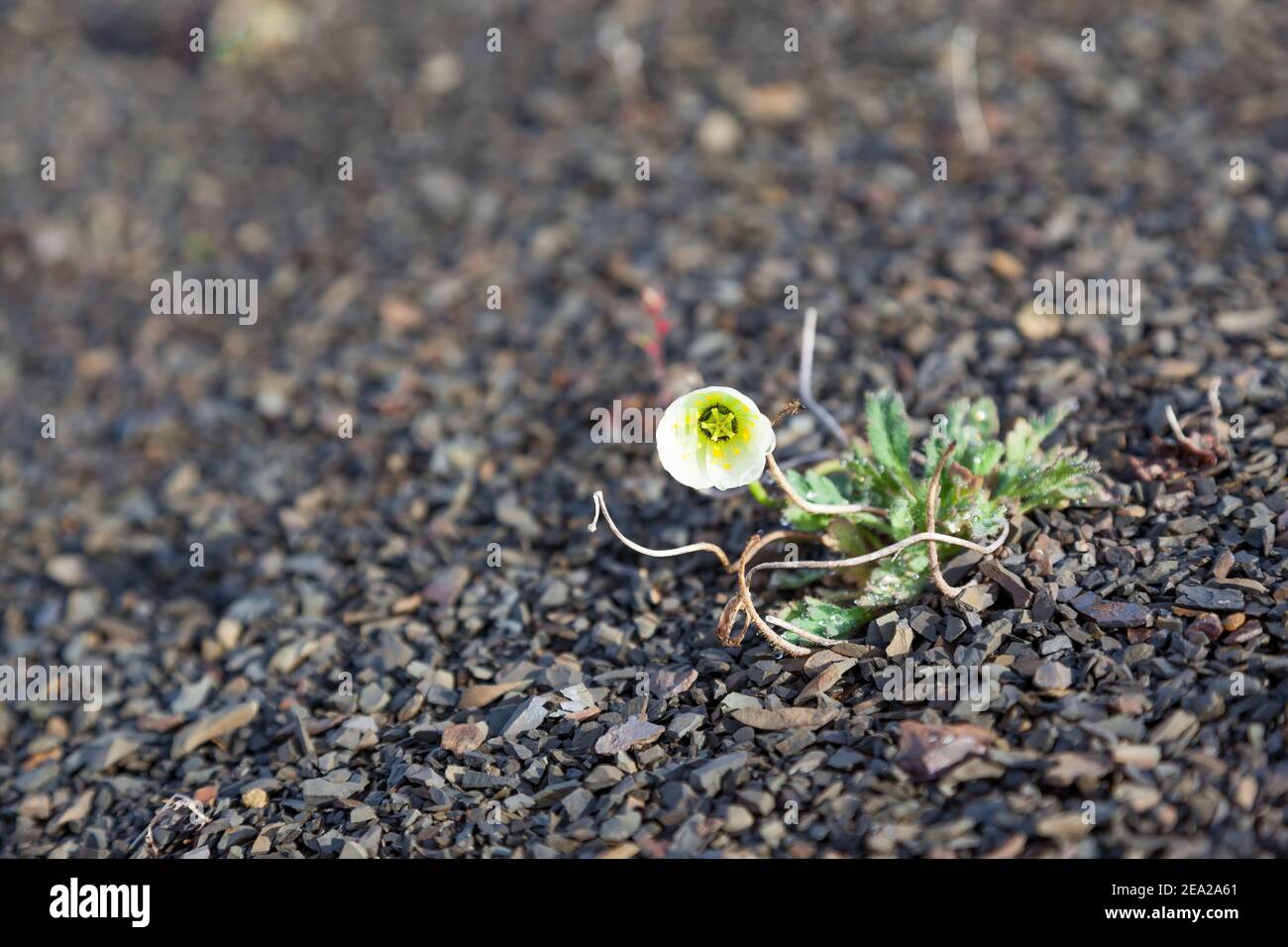 Eine Mohnblume in Svalbard ( Papaver dahlianum) in Svalbard. Flora arktische von Norwegen Stockfoto