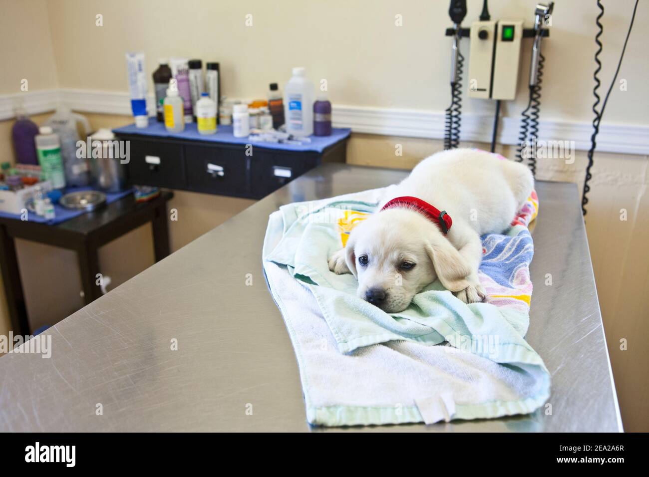 Ein 8 Wochen alter Labrador Retriever Welpe auf einem Untersuchungstisch im Büro eines Tierarztes. Stockfoto