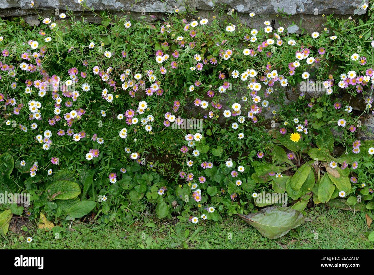 Mexikanischer Fleaban (Erigeron karvinskianus) Stockfoto