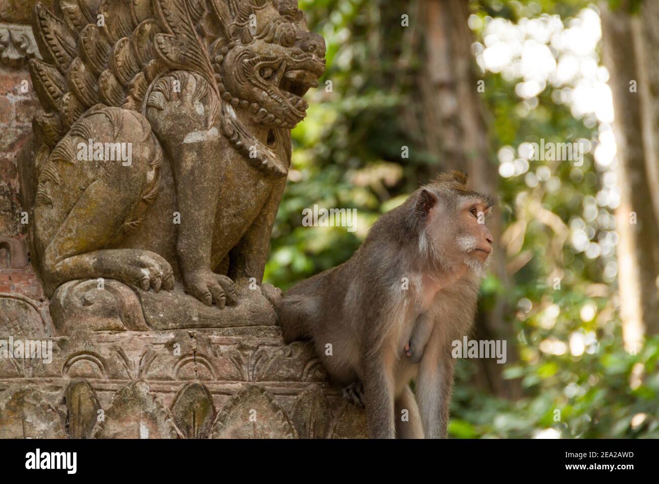 Langschwanzmakak (macaca fascicularis) Sitzen auf einer Tempelstatue im Sangeh Monkey Forest in Bali Stockfoto