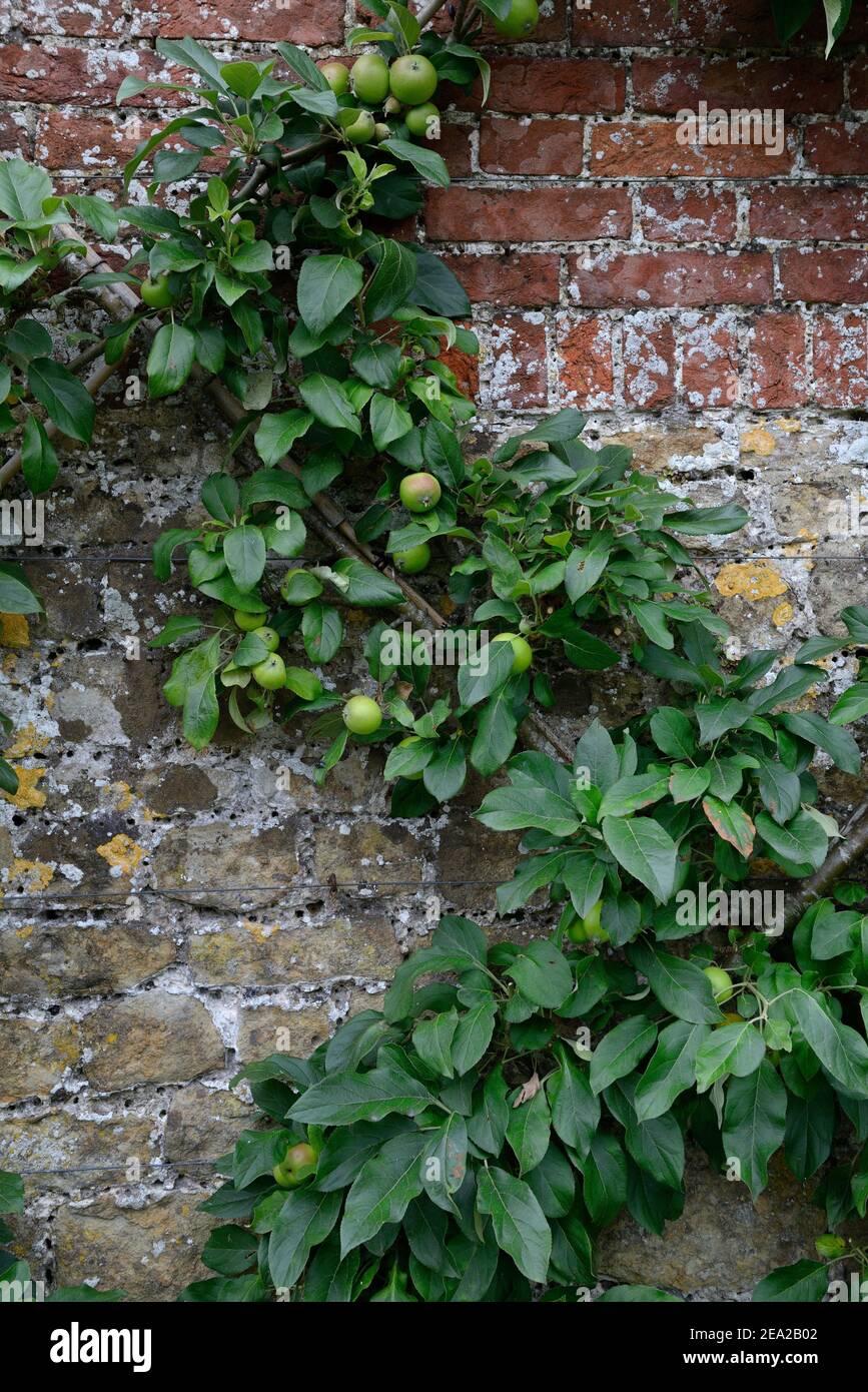 Apfelbaum (Malus spec.) espalier, espalier Frucht, England, Großbritannien Stockfoto