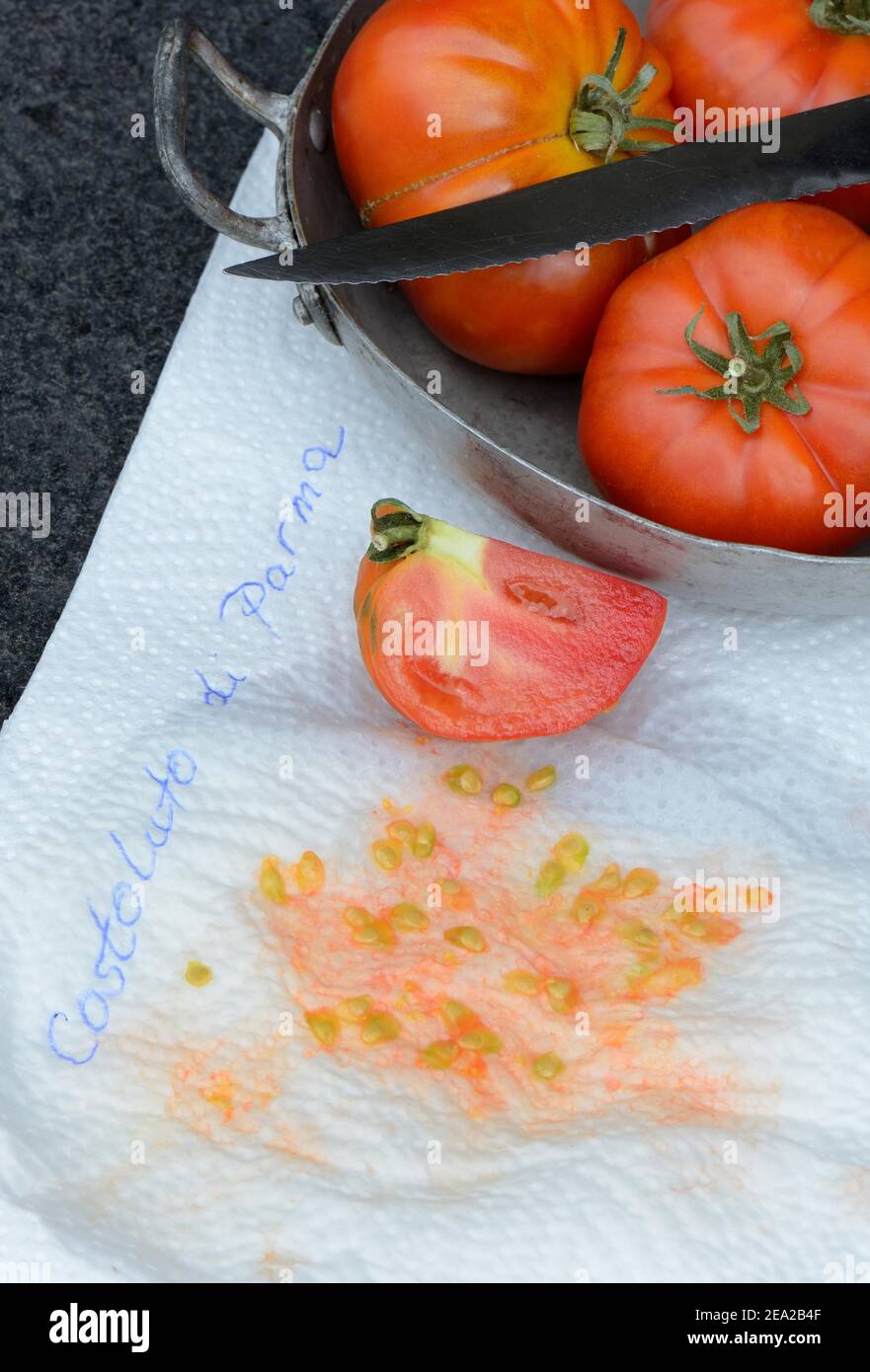 Tomatenkerne auf Haushaltspapier, Emilia-Romagna, Tissuepapier, in Schale, Sorte Costoluto di Parma, Italien Stockfoto