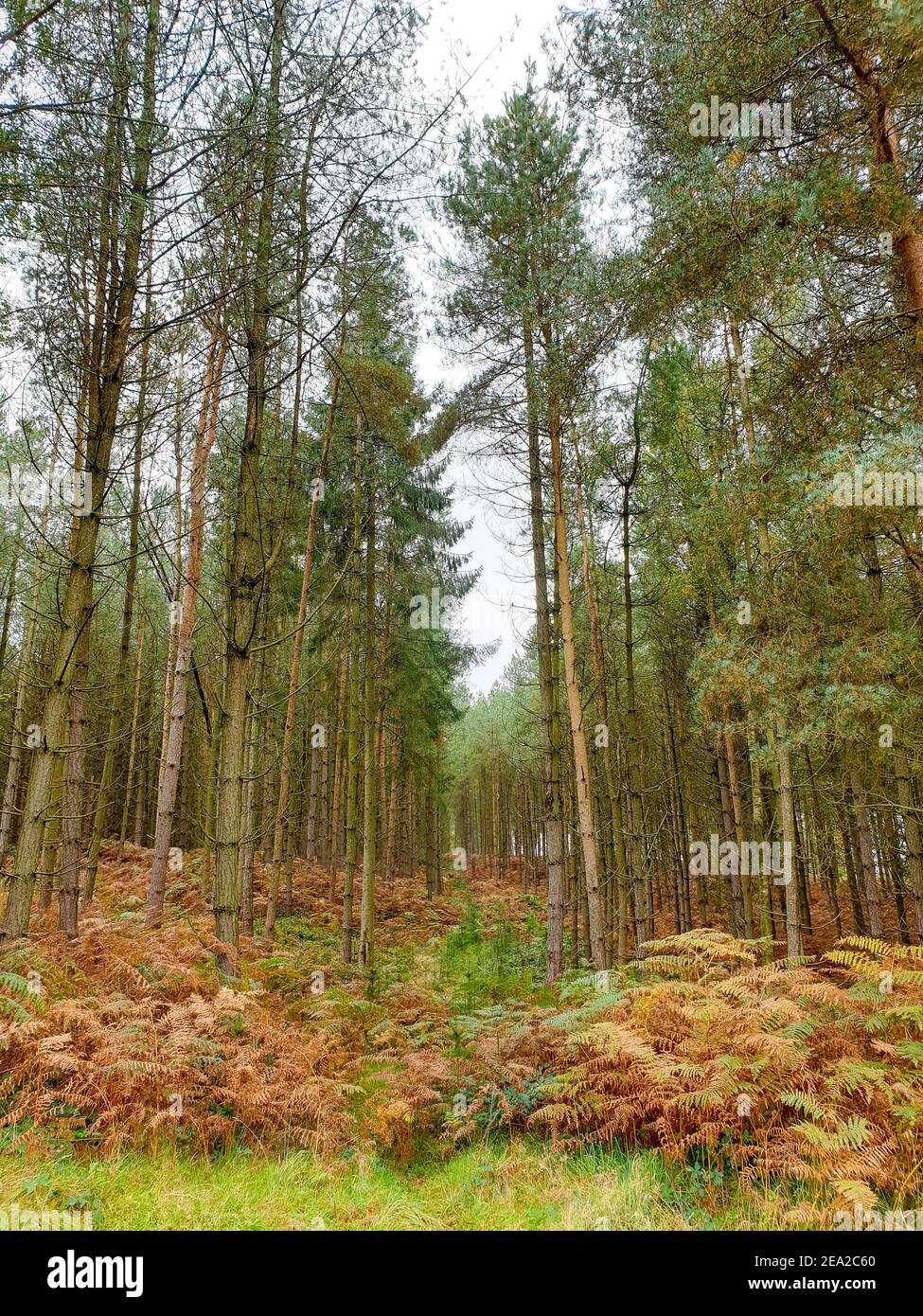 Hohe immergrüne Bäume, Farnpflanzen, Cannock Chase Forest im Herbst, Staffordshire, West Midlands Stockfoto