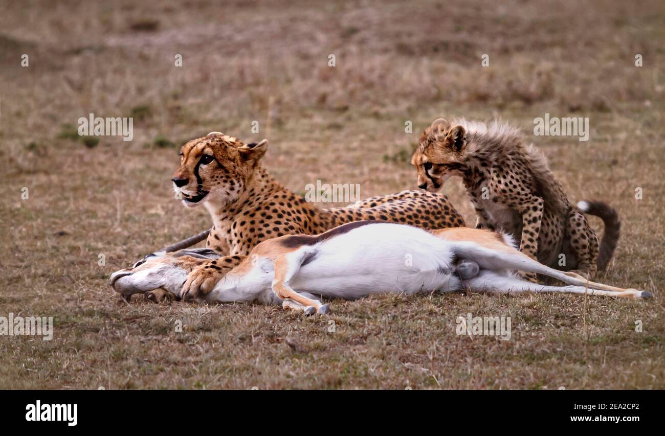 Gepard Und Kub Nach Der Jagd Stockfoto