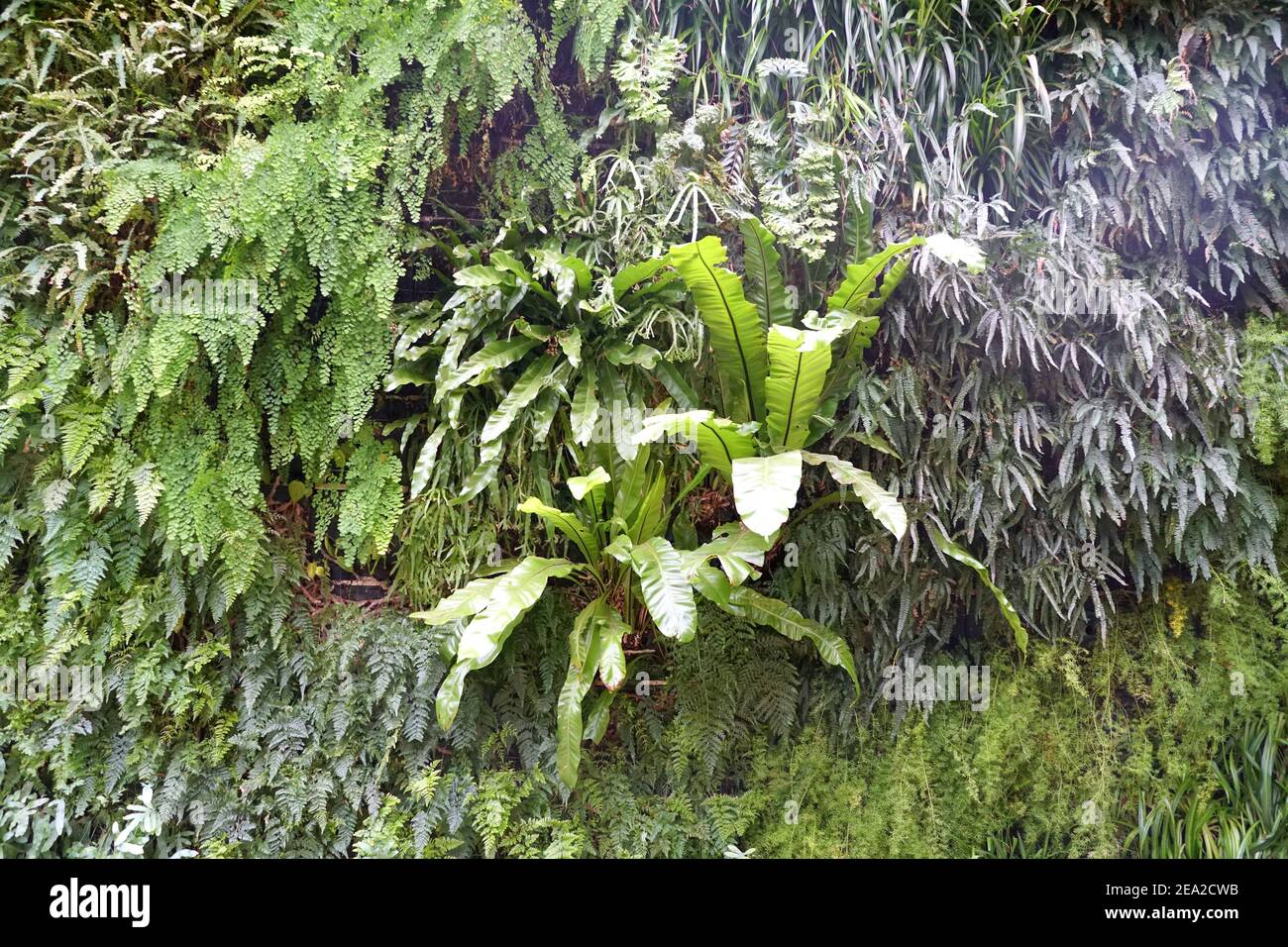 Eine Vielzahl von grünen Farnpflanzen wachsen an der Wand Stockfoto