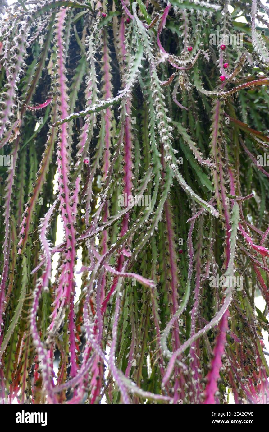 Die roten und grünen Blätter der Pseudorhipsalis Kaktuspflanzen Stockfoto