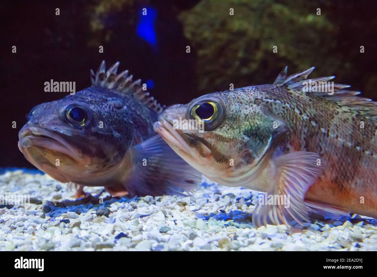 Schwarzbauch-Rotbarsch unter Wasser aus nächster Nähe. Aquarium in der Stadt Heraklion auf Kreta in Griechenland Stockfoto